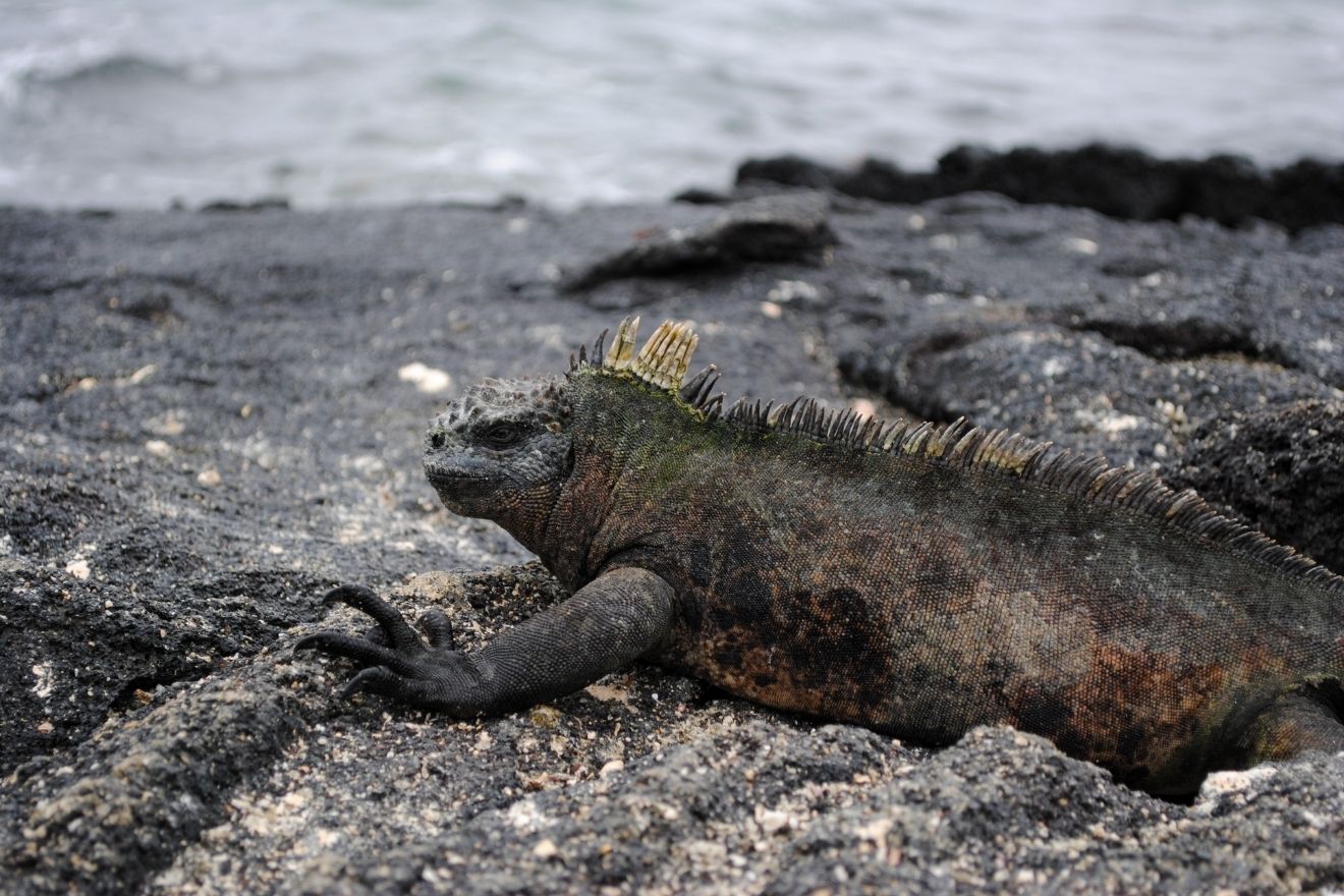 A marine iguana is distinctive from the land iguana because of its spikes along the ridge of its back.